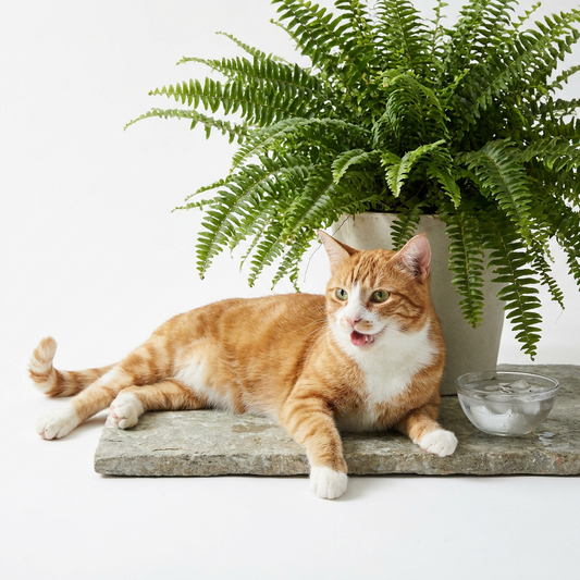 Katzen im Sommer: Tipps gegen Hitze