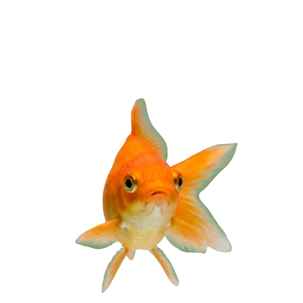 Fisch