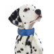 PROCYON Kühl-Bandana für Hunde - L