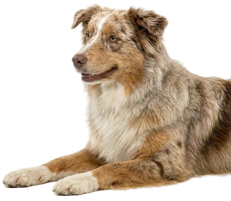 Hundewelt